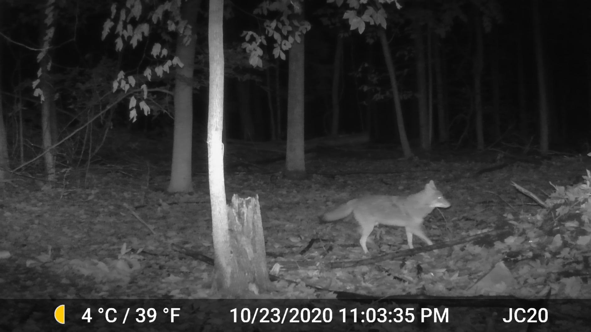 GardePro A3S 2-Pack Trail Camera, 64MP Photo, 1296P HD Video with Sound customer photo 2