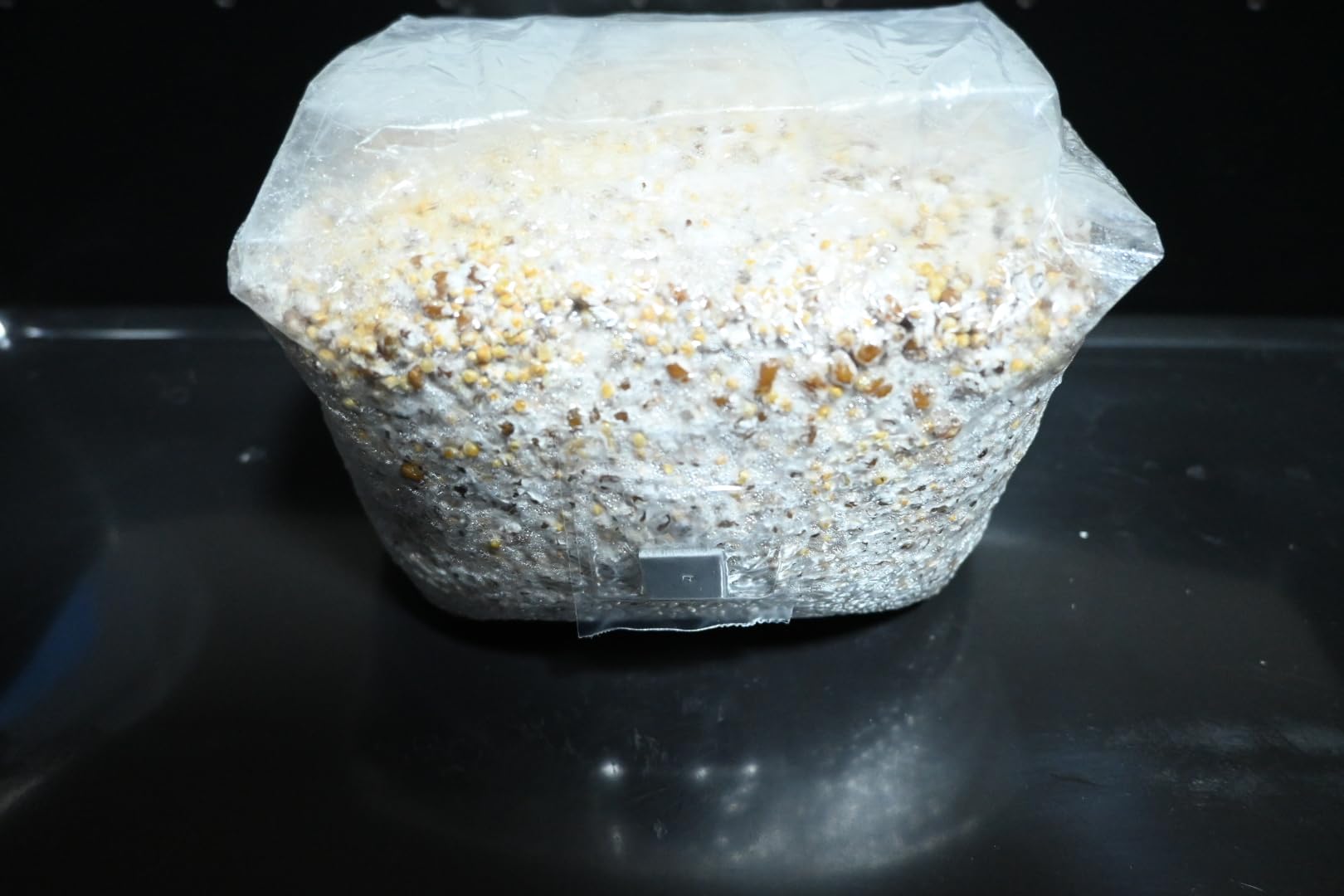 North Spore Automated 'Boomr Bin' Mushroom Monotub Kit | Automated Humidity Control, FAE Fan Included, Holds 25 lbs Substrate, Light-blocking Base, Stackable customer photo 1