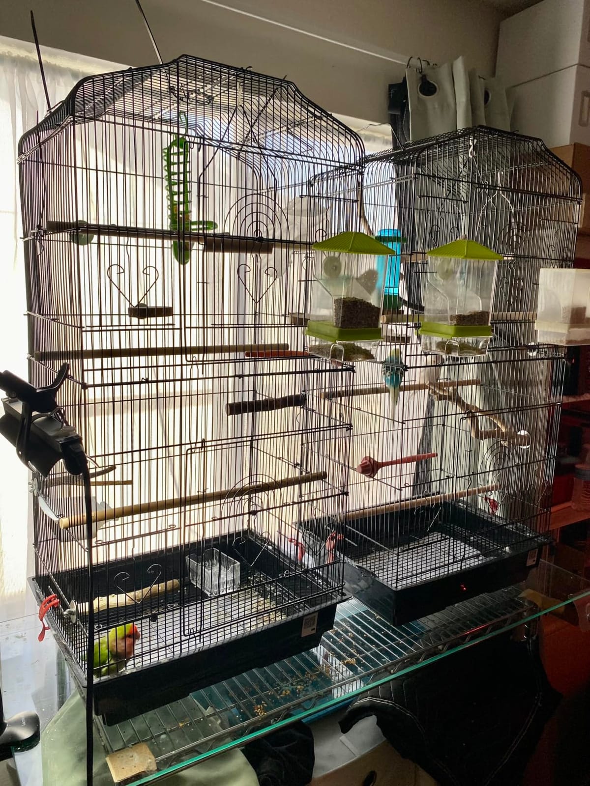 VEVOR 64-inch Open Top Large Parrot Bird Cage with Detachable Rolling Stand for Parakeets Finches Canaries Lovebirds Cockatiels Budgies Small Quaker Conures Flight Birdcage with Swing and Perch customer photo 2
