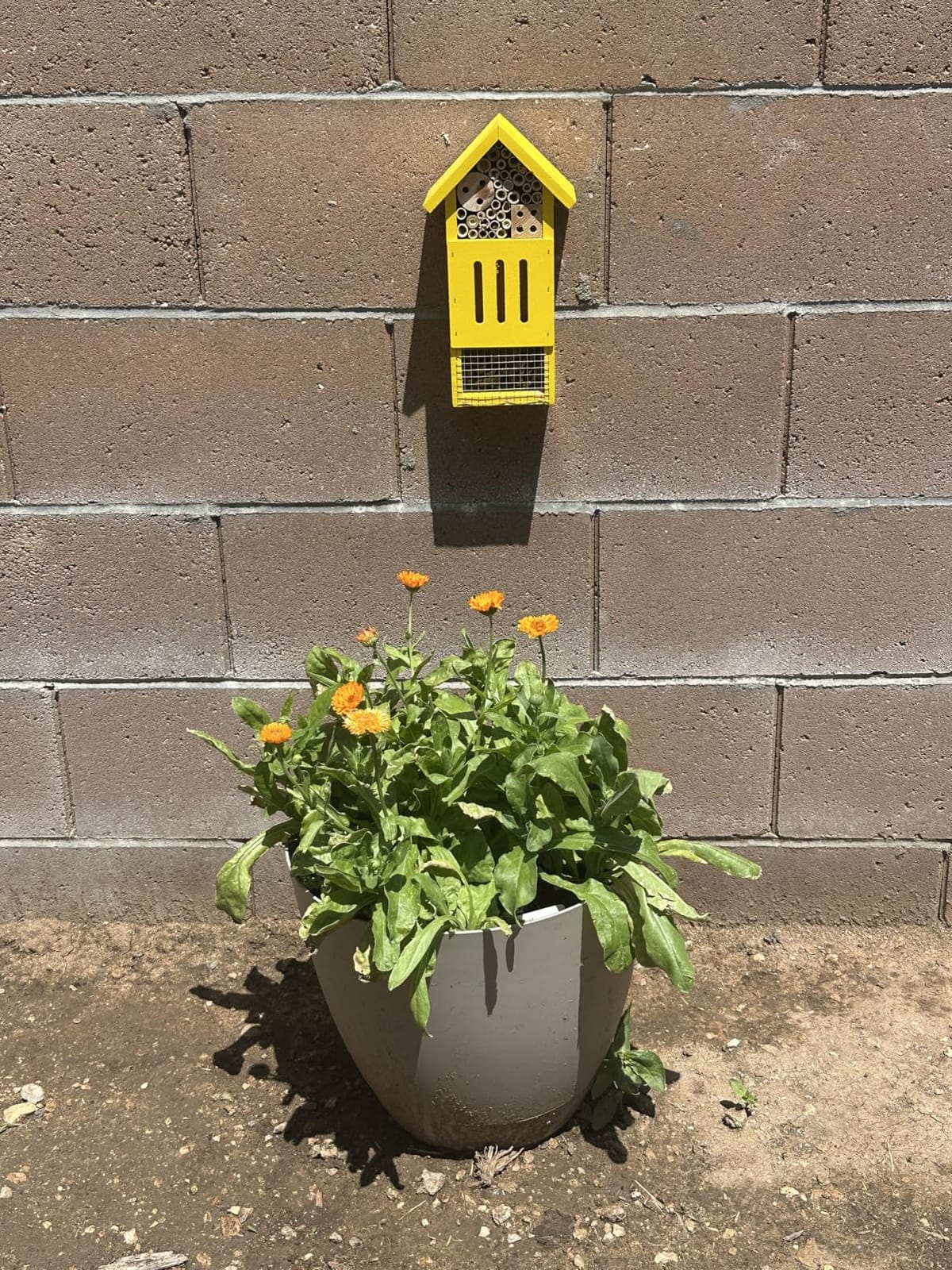 Bee House Bug Hotel & Butterfly House, Handcrafted Wooden Ladybug House, Natural Insect Habitat for Garden, Patio, or Yard, Durable Pine Wood, Attracts Pollinators, 10.4 x 5.5 x 3.2 Inches customer photo 1
