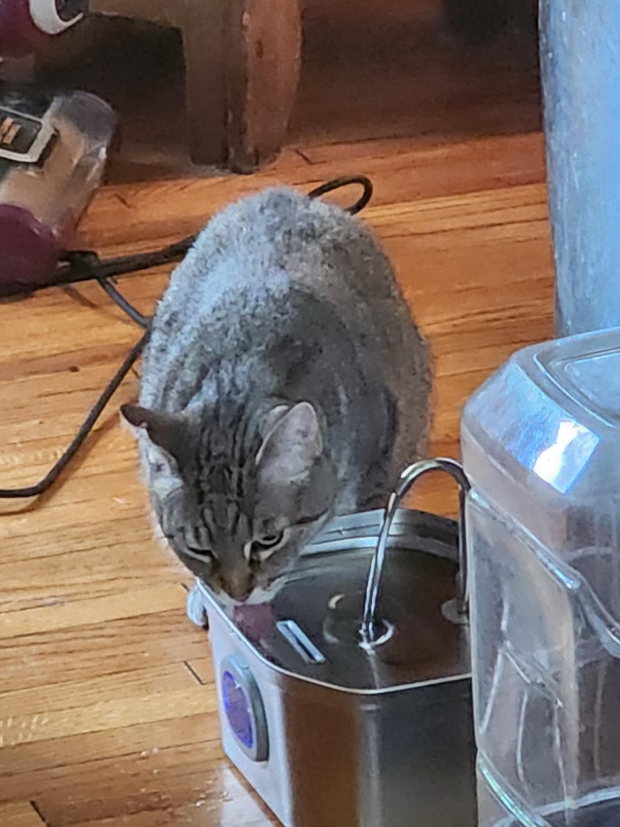 APAUK Cat Water Fountain Stainless Steel, Pet Water Fountain 108oz/3.2L, Large Capacity, Ultra Quiet Pump, Switchable Blue Light for Cats and Small Dogs, Includes 2 Filters & 2 Sponges customer photo 1