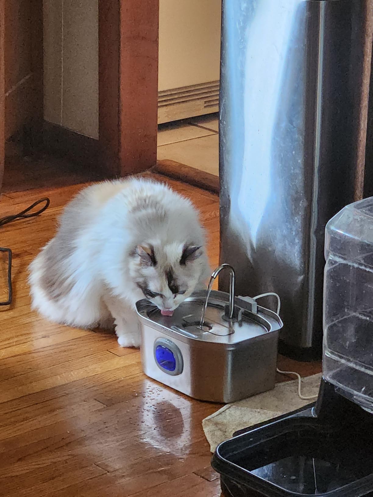 APAUK Cat Water Fountain Stainless Steel, Pet Water Fountain 108oz/3.2L, Large Capacity, Ultra Quiet Pump, Switchable Blue Light for Cats and Small Dogs, Includes 2 Filters & 2 Sponges customer photo 2