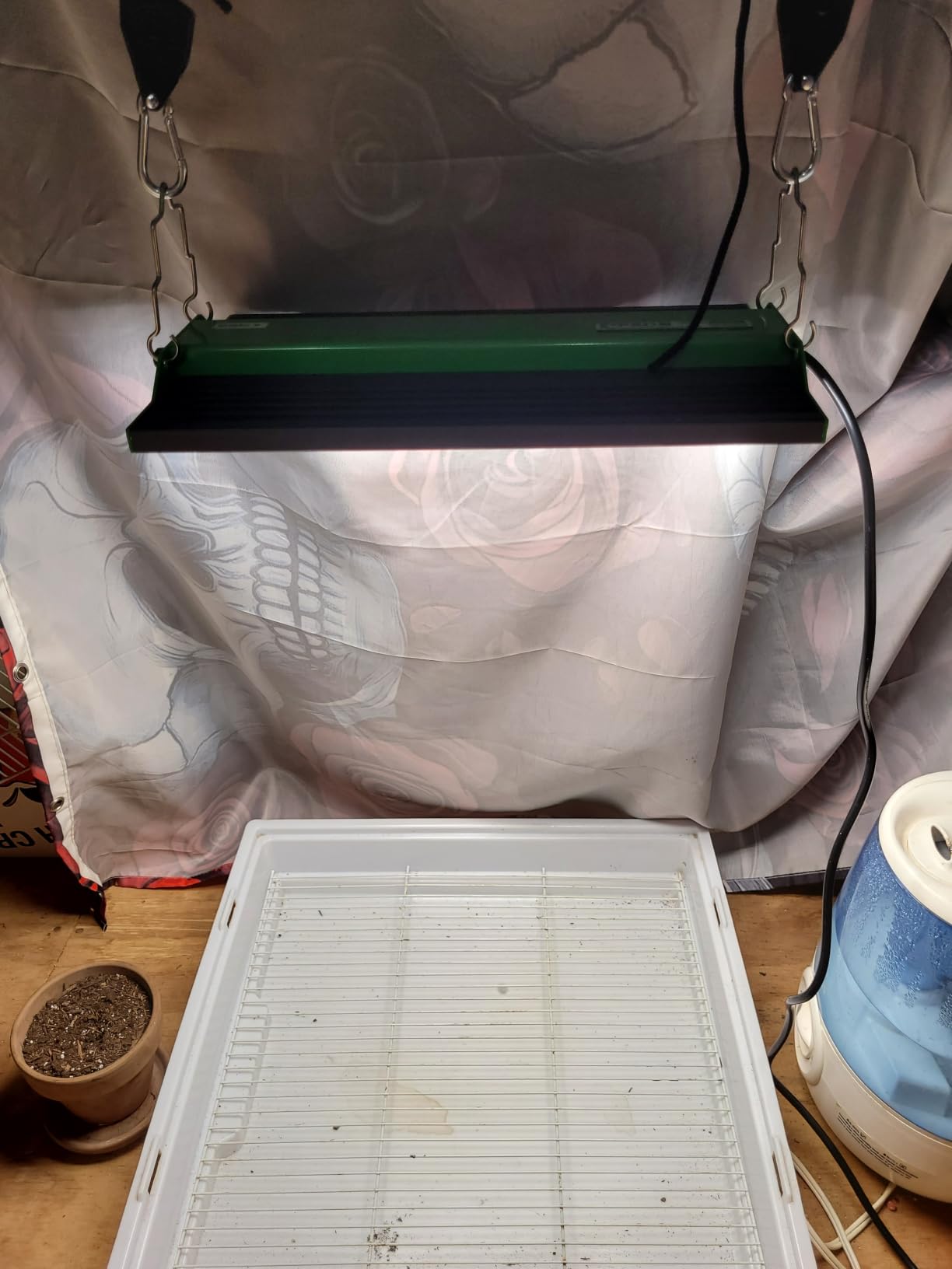 70 Watt Grow Light, Dimmable Plant Light, LED Grow Lights for Indoor Plants | VIPARSPECTRA P700 Full Spectrum Growing Lamp Seed Starting Seedlings Vegetable, 11000 Lumens Small Hanging for 2x2 Grow Tent customer photo 1