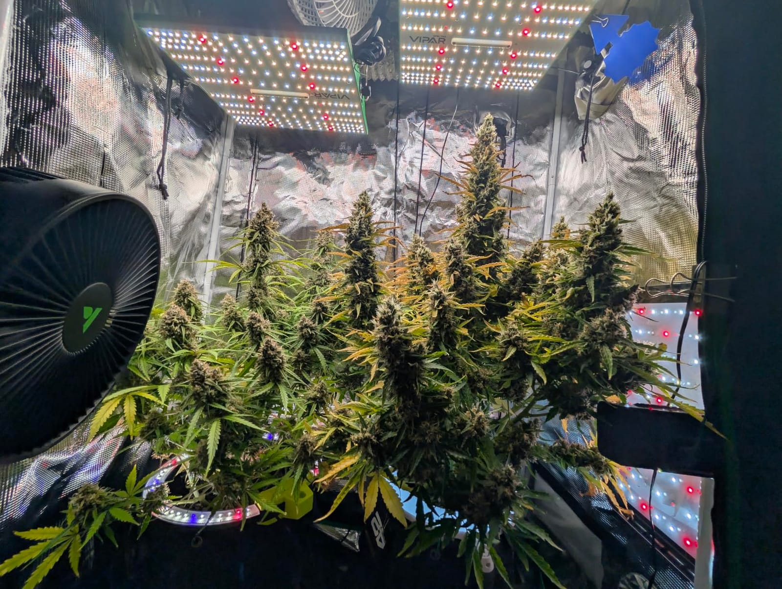 70 Watt Grow Light, Dimmable Plant Light, LED Grow Lights for Indoor Plants | VIPARSPECTRA P700 Full Spectrum Growing Lamp Seed Starting Seedlings Vegetable, 11000 Lumens Small Hanging for 2x2 Grow Tent customer photo 2