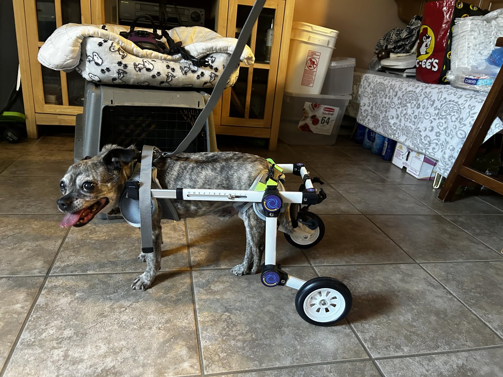 Dog Wheelchair for Back Legs, Adjustable Mobility Cart for Dog | Lightweight Hind Leg Support Wheelchair for Disabled Dog, Stable Cart Helps Walking, Exercise & Mobility customer photo 2