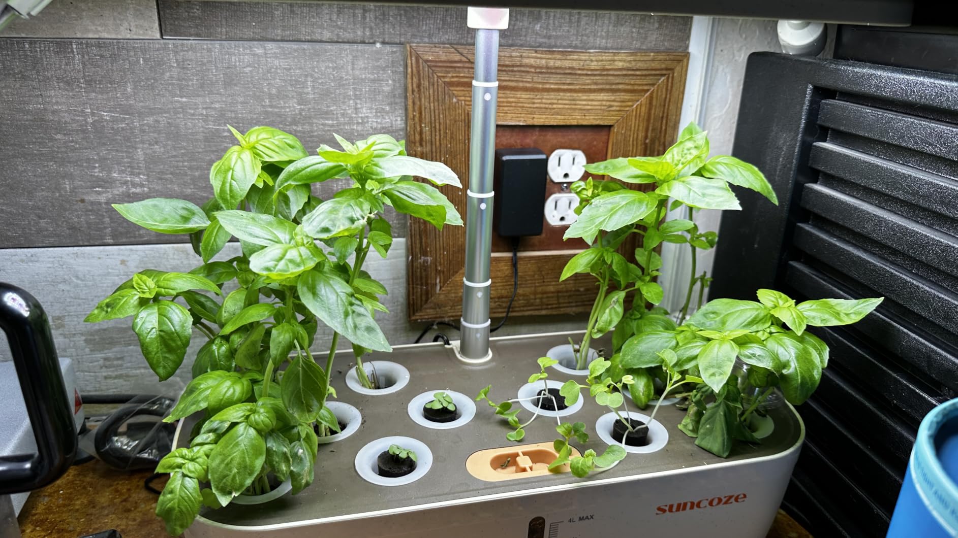 SUNCOZE Hydroponics Growing System, 12 Pods, 12.4 in Adjustable Height | Indoor herb Garden with 20W LED Grow Light, Visible Water Tank with Pump, Indoor Gardening System, Gardening Gifts, Black customer photo 1
