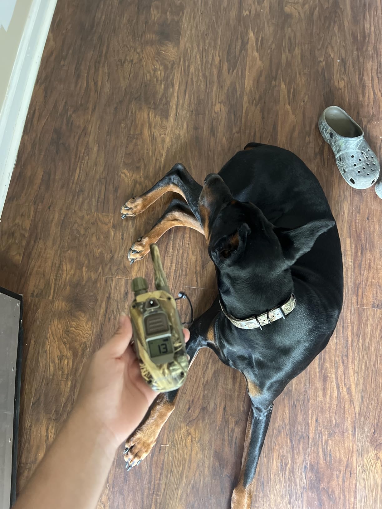 Dogtra 1900X Camouflage E-Collar - 3/4 Mile Range, Dogs 45 lbs+, IPX9K Waterproof, 100 Stimulation Levels, Vibration, Tone, Rechargeable customer photo 1