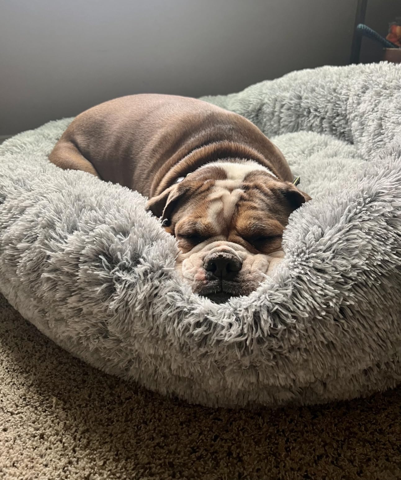 36 inches Faux Fur Fluffy Donut Dog Bed for Large Dogs, Dark Grey | Calming Plush Round Pet Bed with Removable & Washable Cover, Fits up to 80 lbs Pets customer photo 2