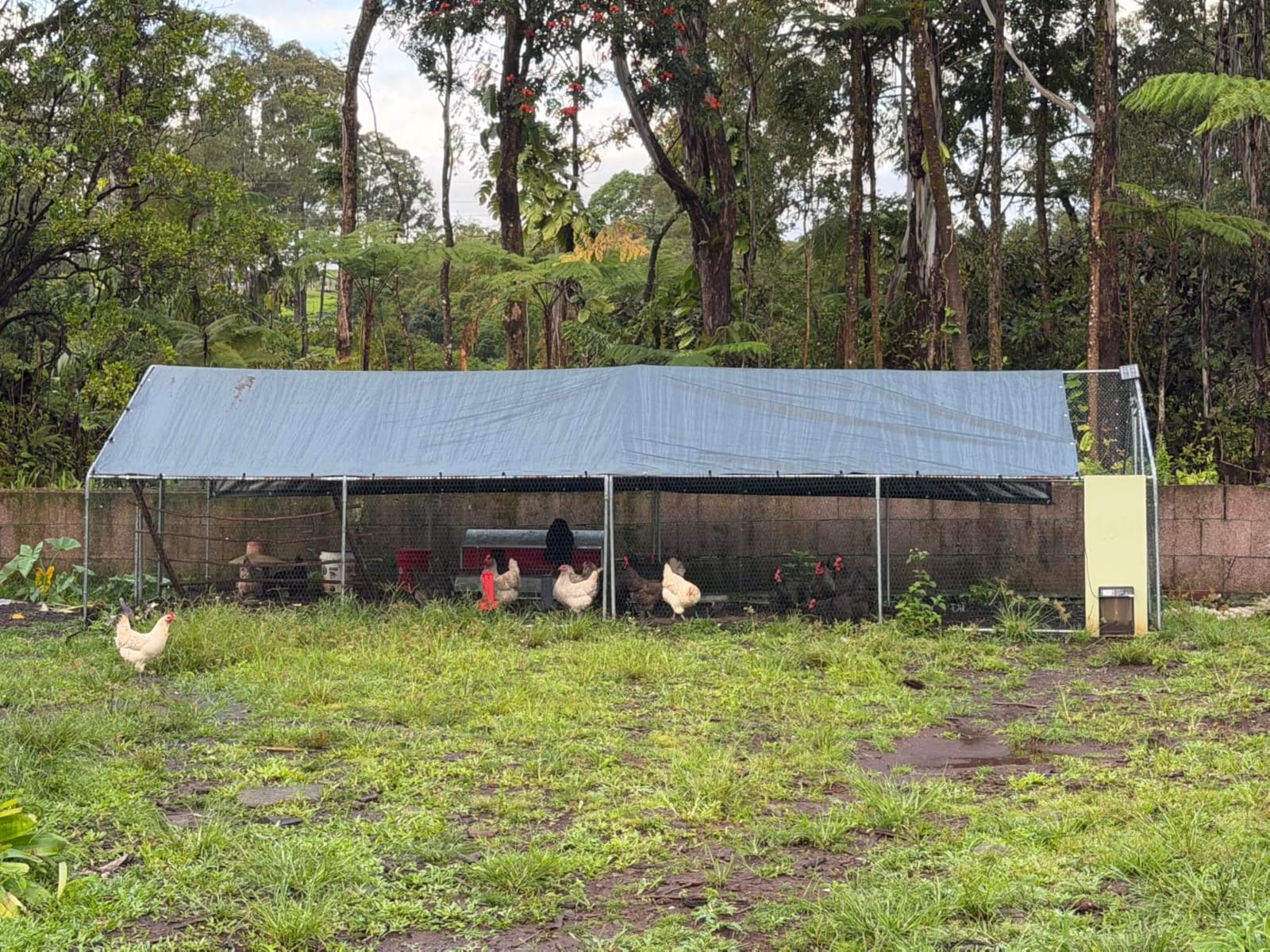 VEVOR Metal Chicken Coop, 6.56x6.56x6.56ft Large Walk-in Chicken Runs with Cover, Spire Roof Hen House Enclosure with Security Lock, Outdoor Duck Rabbit Cage Poultry Pen for Backyard, Farm, Yard customer photo 2