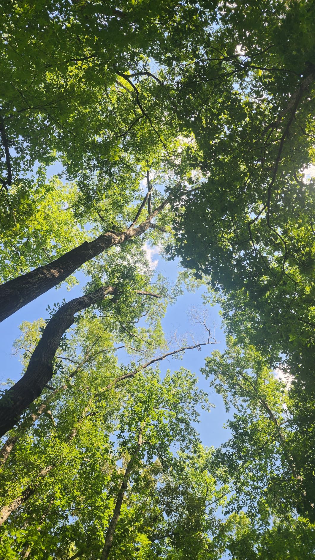 Tractive Smart Dog GPS Tracker with 6 Month Subscription | Live Pet Tracker with Virtual Fence | Vital Signs Monitoring of Heart & Respiratory Rate | Bark Monitoring | Dog Collar Attachment (Black) customer photo 1