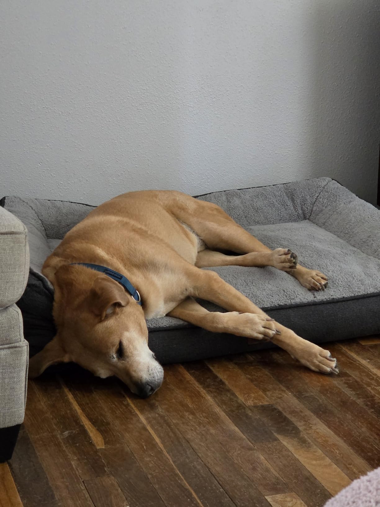 Bedsure SupportMax Extra Thick Orthopedic XL Dog Beds Large Sized Dog | 42