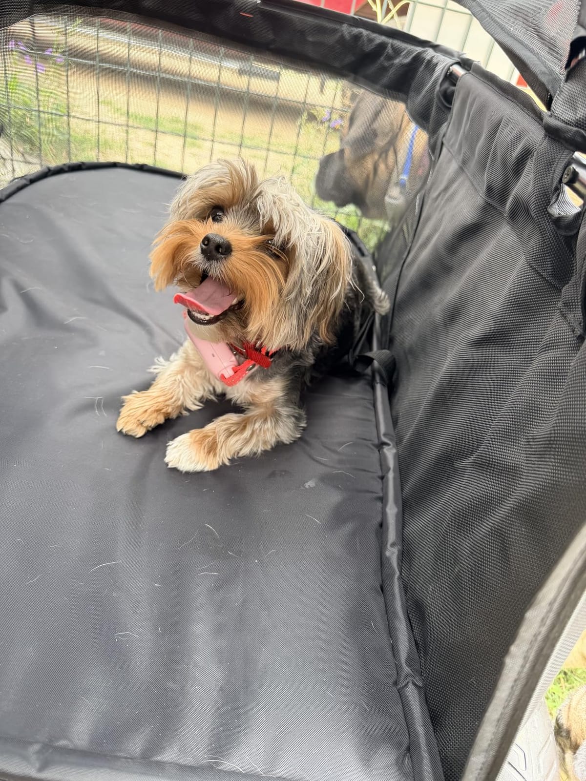 Zoosky Pet Stroller for Large Dogs up to 110lbs, Large Pet Stroller customer photo 1