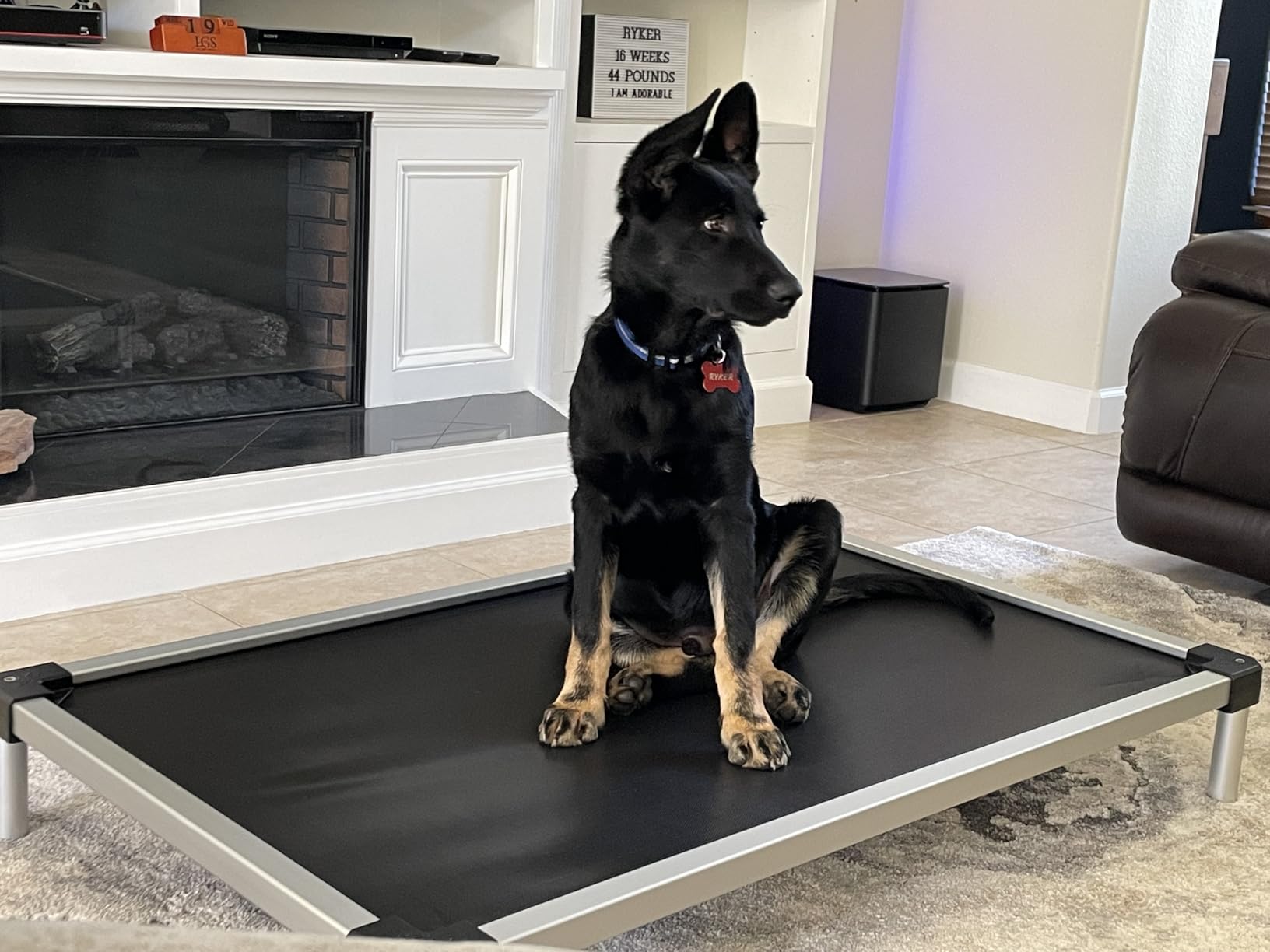 FXW TitanNest Cooling Chew-Proof Elevated Dog Bed for Large Dogs | Easy to Clean, Pre-assembly Raised Cot, Indoor/Outdoor/Camping, 47 x 29 x 7.3in customer photo 1