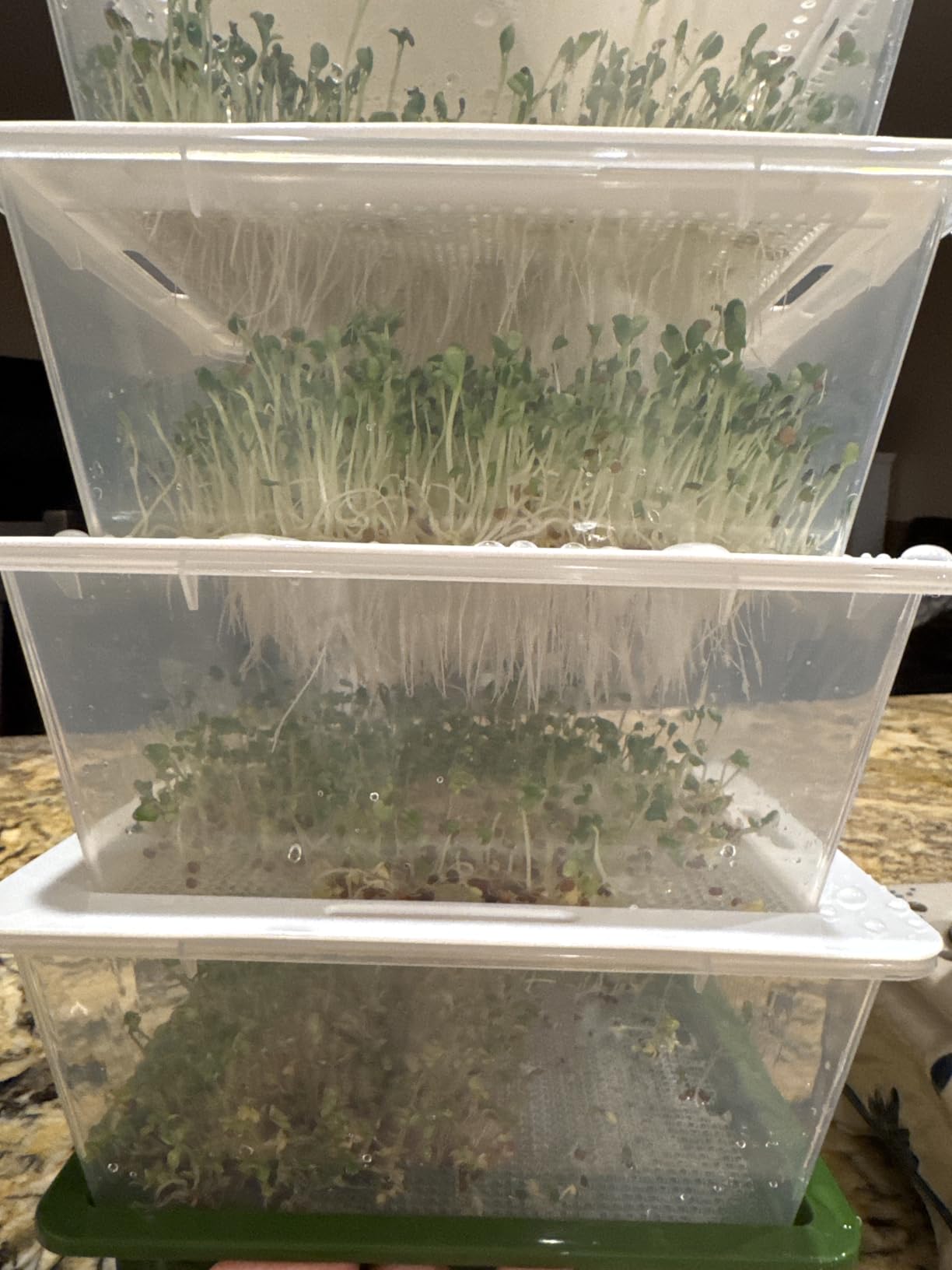 Sprouting Trays - 4-Tier Seed Sprouter with Drain Spout | 4 BPA-free stackable trays with a drain spout for easy home sprouting customer photo 1