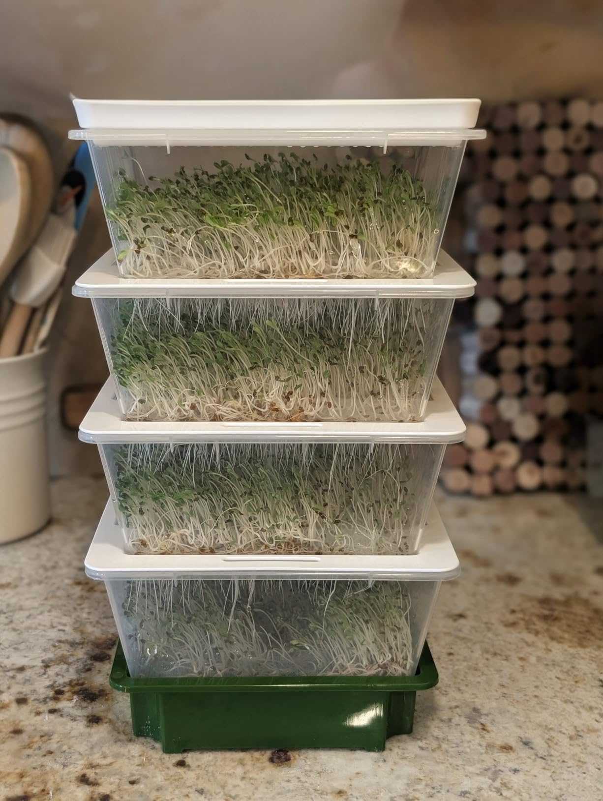 Sprouting Trays - 4-Tier Seed Sprouter with Drain Spout | 4 BPA-free stackable trays with a drain spout for easy home sprouting customer photo 2