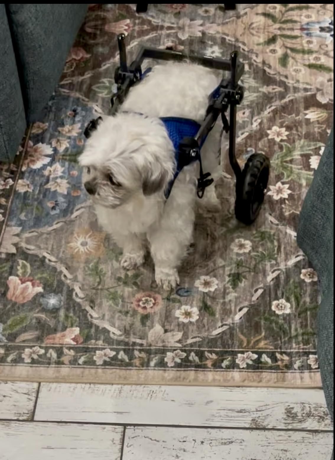 Dog Wheelchair for Back Legs, Dog Wheelchair Cart, Doggy/Cat Wheelchairs with Disabled Hind Legs Walking, Mobility Aids for Small Medium Pet Hind Limbs, Dogs Cart with Wheels, Light Weight customer photo 1