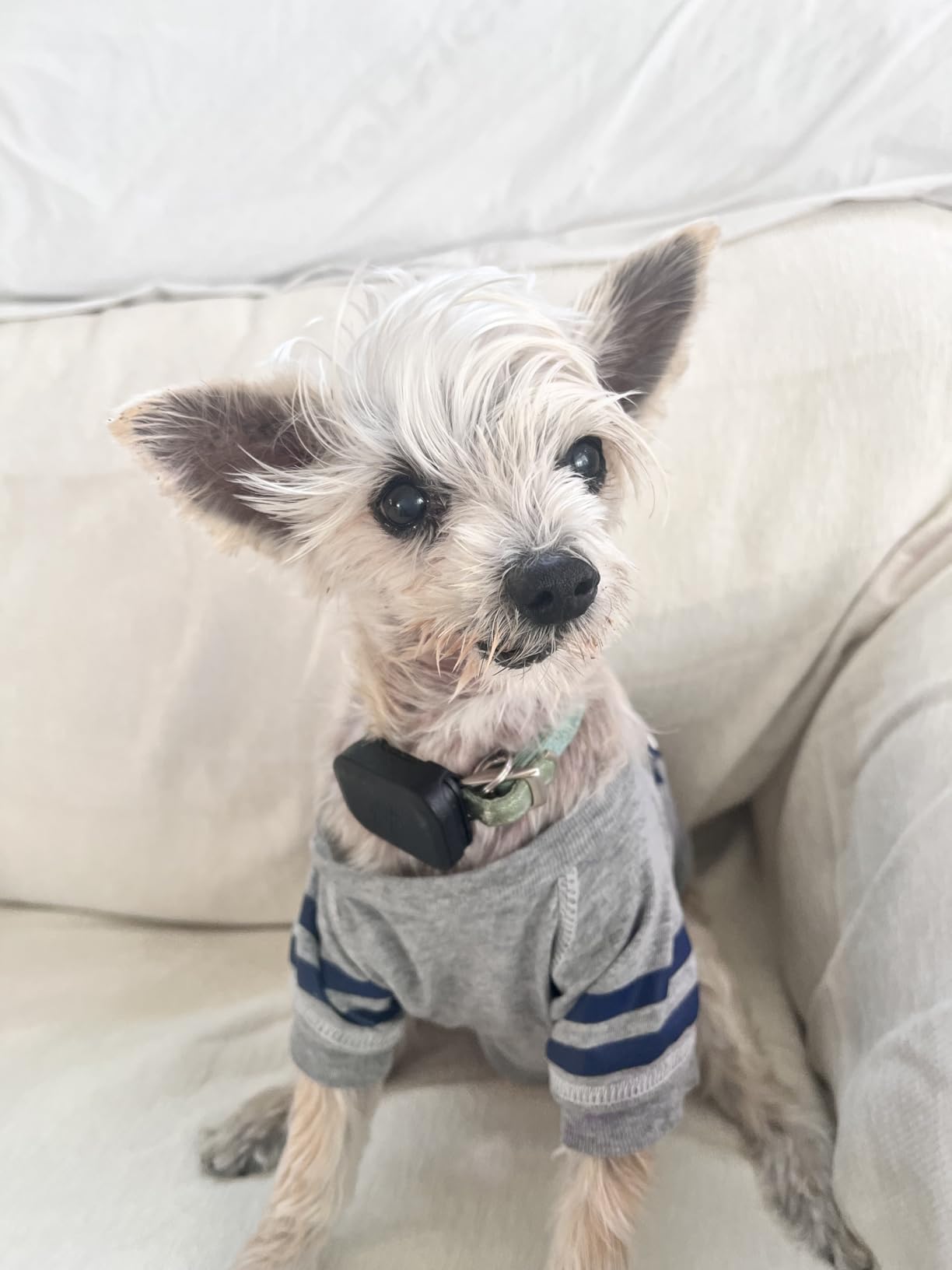 Fi Mini Attachable GPS + Health Tracker for Dogs, 12-Month Membership | Smart GPS collar attachment with virtual fences, escape alerts, health and step tracking. Lightweight and waterproof. customer photo 1