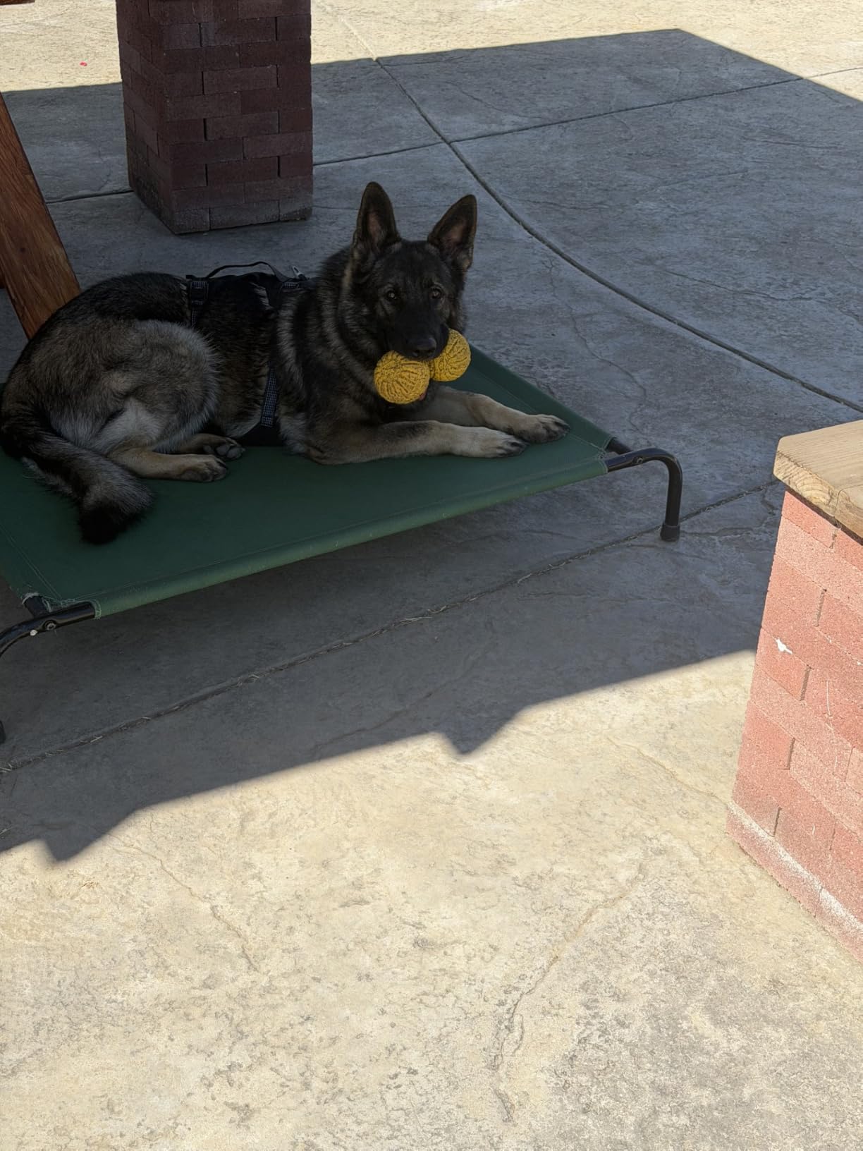 Ruffwear Ridgeline Dog Harness, XPAC RX30, Fidlock Magnetic Buckles, 3 Leash Points, Supportive Belly Panel, Reflective & Light Loop, Low-Profile Handle, Obsidian Black, Medium customer photo 1