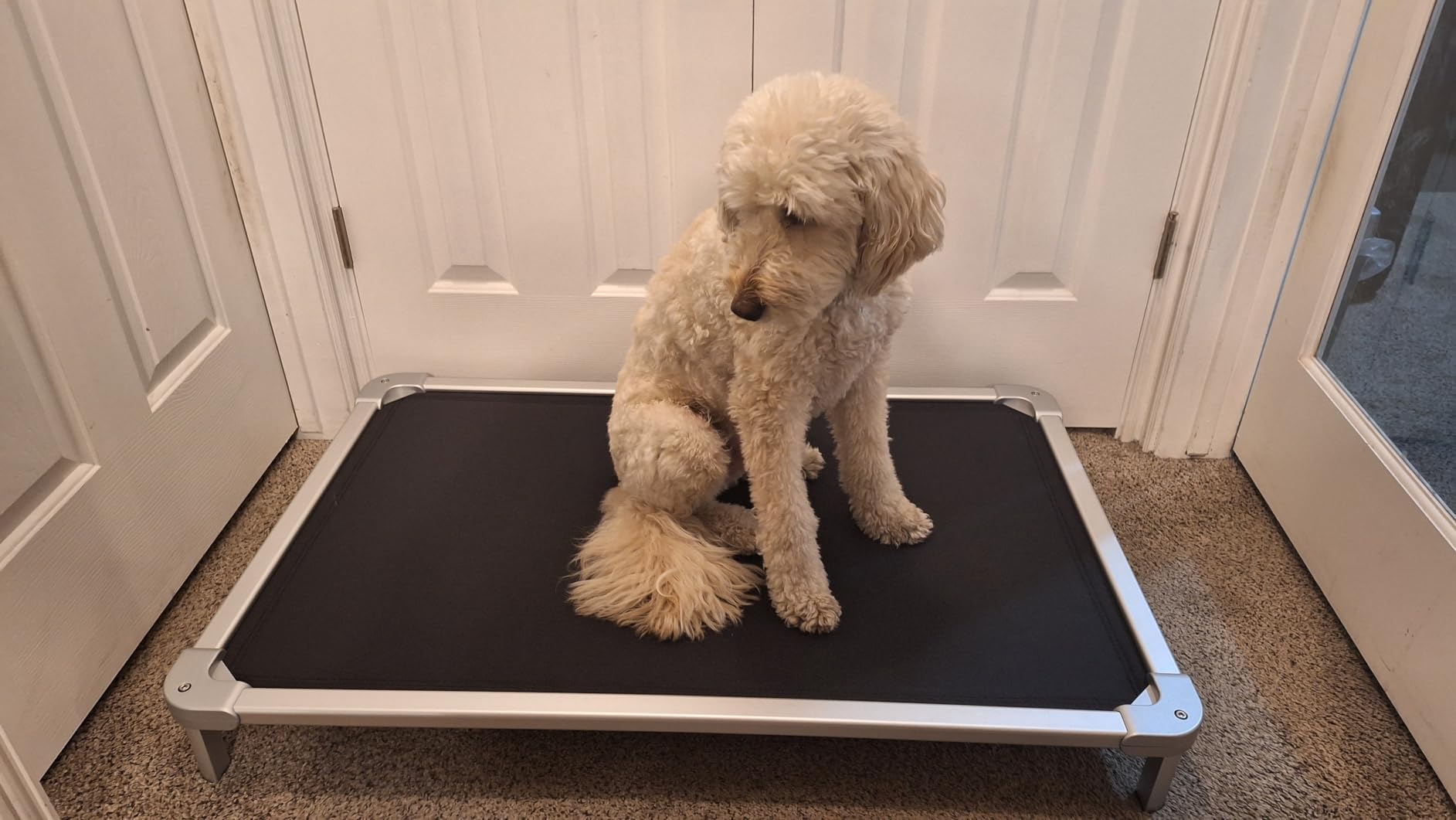 Senneny Chew Proof Elevated Dog Bed Large Sized Dog, Raised Cot for Indoor Outdoor Camping, Heavy-Duty Chew Resistant Hidden Fabric Indestructible Dog Bed, L, 50