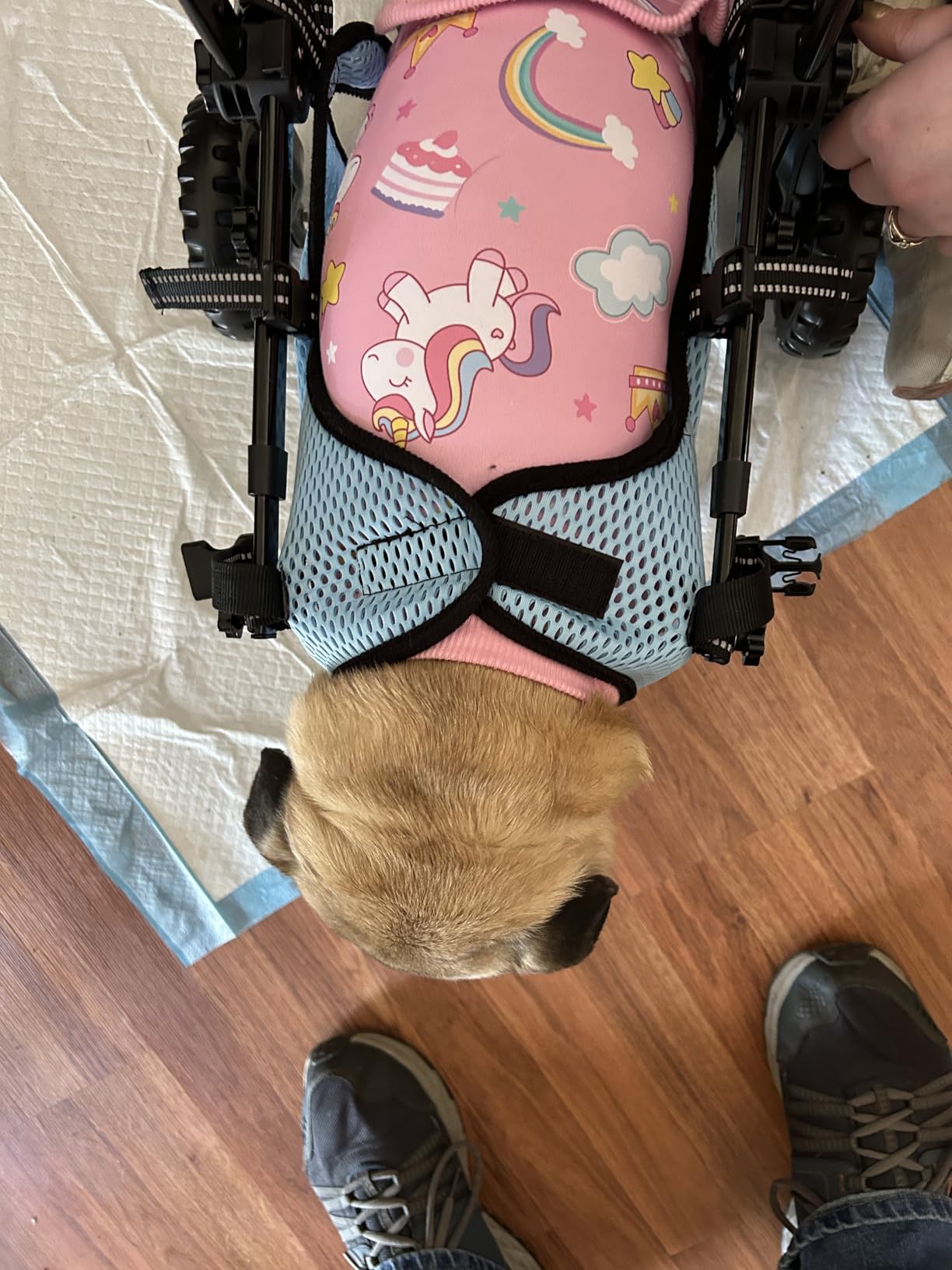 VEVOR Dog Wheelchair for Back Legs, Lightweight 2 Wheels Pet Wheelchair, Height, Width & Length Adjustable, Dog Cart with Shock-Absorbing Wheels, for Injured, Disabled Dogs customer photo 1
