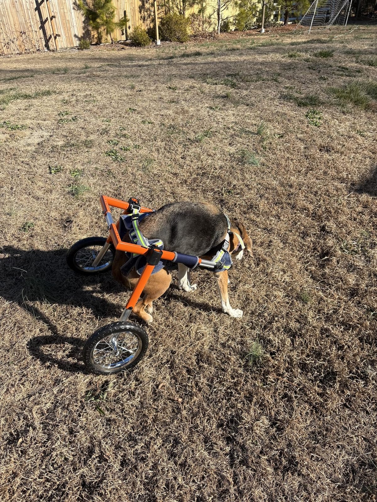 VEVOR Dog Wheelchair for Back Legs, Lightweight 2 Wheels Pet Wheelchair, Height, Width & Length Adjustable, Dog Cart with Shock-Absorbing Wheels, for Injured, Disabled Dogs customer photo 2