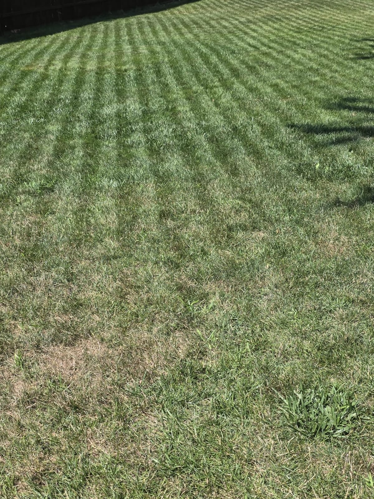 Sunseeker X5 AWD Robot Lawn Mower, RTK, Vision AI, 0.5 Acre, Wire-Free | Dependable AWD mowing for homeowners with medium to large everyday yards, slopes and uneven ground. customer photo 1