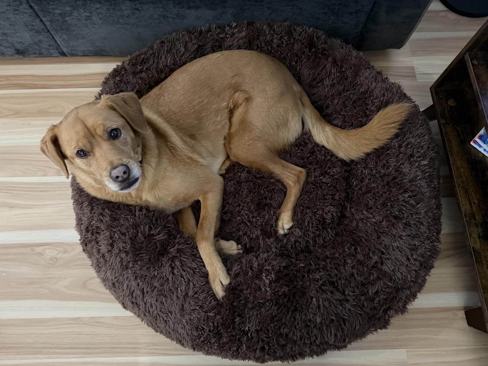 Bedsure SupportMax Calming Dog Beds Large Sized Dog Washable Pet Bed, 36in | 420GSM Plush Fluffy Donut Round, Thick Supportive, Removable Cover, Anti-Slip, Anti-Anxiety, for Big Dogs Up to 80 Lbs, Dark Grey customer photo 1