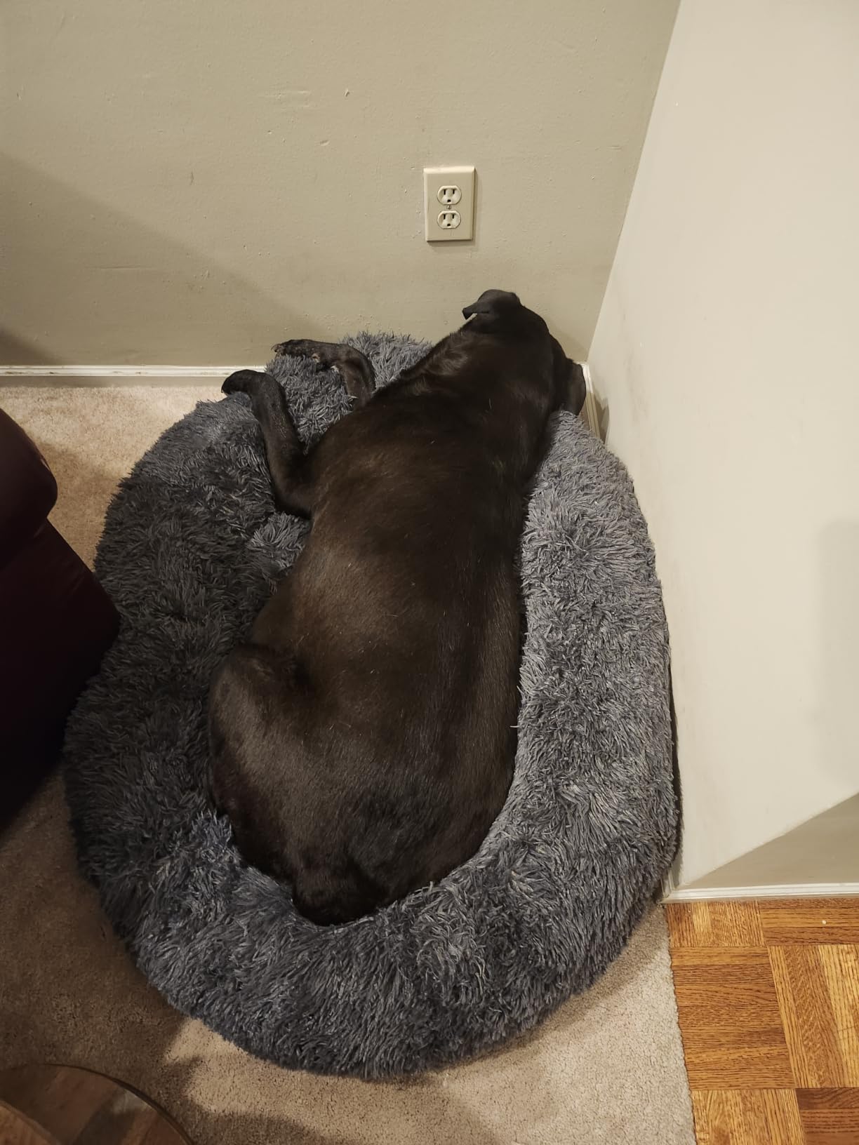 Bedsure SupportMax Calming Dog Beds Large Sized Dog Washable Pet Bed, 36in | 420GSM Plush Fluffy Donut Round, Thick Supportive, Removable Cover, Anti-Slip, Anti-Anxiety, for Big Dogs Up to 80 Lbs, Dark Grey customer photo 2