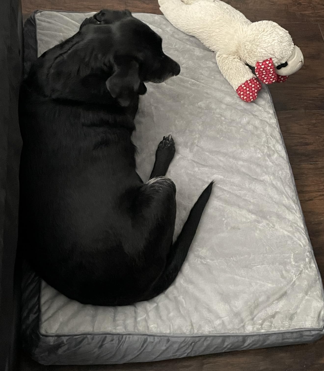 OhGeni Orthopedic Waterproof Large Dog Bed, Memory Foam, 41 inch (Gray) | Machine-Washable Removable Cover in Easy-Clean Fabric, Reversible Memory Foam & Easy-Carry Handle, Suitable for Crate customer photo 1