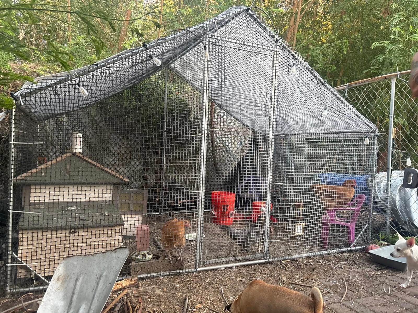CAMMOO Metal Chicken Coop with Run, 9.8x6.6x6.6ft Walk-in Chicken Run for Yard with Cover, Upgrade Double Lock & Tough Mesh, Stainless Steel Ties, Easy Assembly, Chicken Pen for Ducks, Rabbits customer photo 2