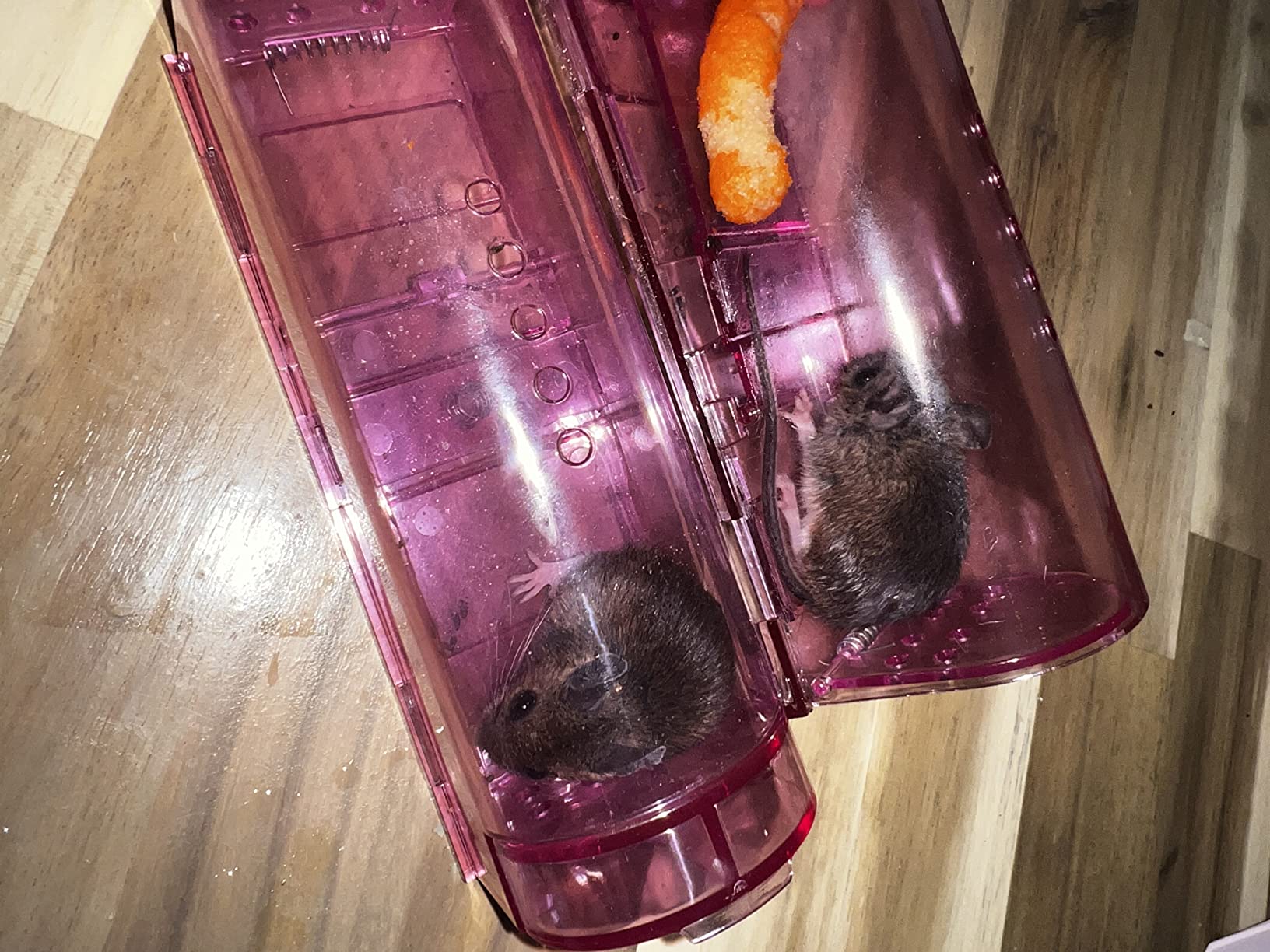 2 Pack Mole Traps that Kill Best, Vole Traps Outdoor Use Scissor for Lawns customer photo 2