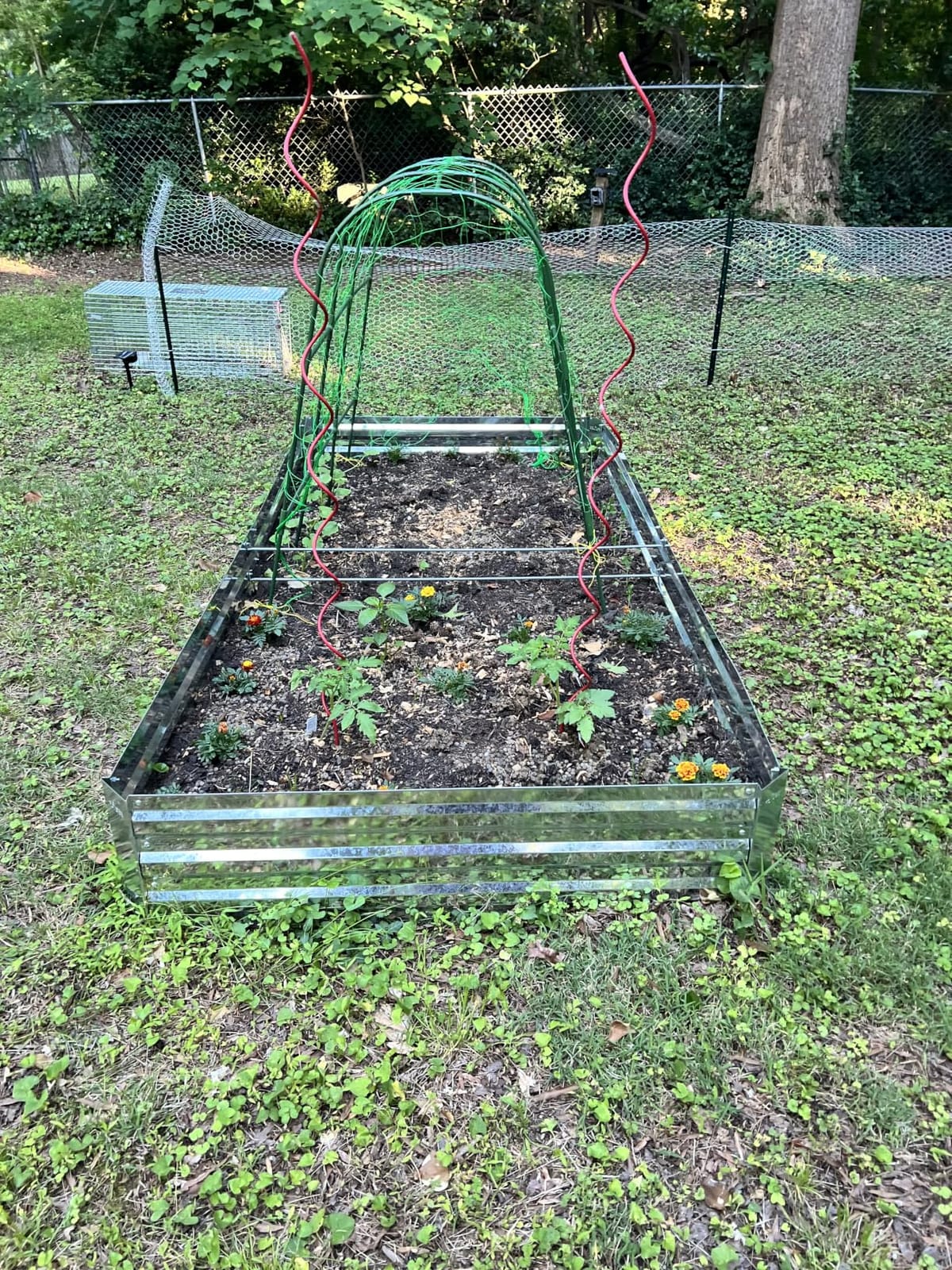 Galvalume Raised Garden Bed 8x4x1.95ft Tall Deep Planter Outdoor | 3X Anti-rust Aluminum-Zinc Steel, waist-high no-bending, 466Gal deep raised bed for root veggies & potatoes, heavy-duty customer photo 2