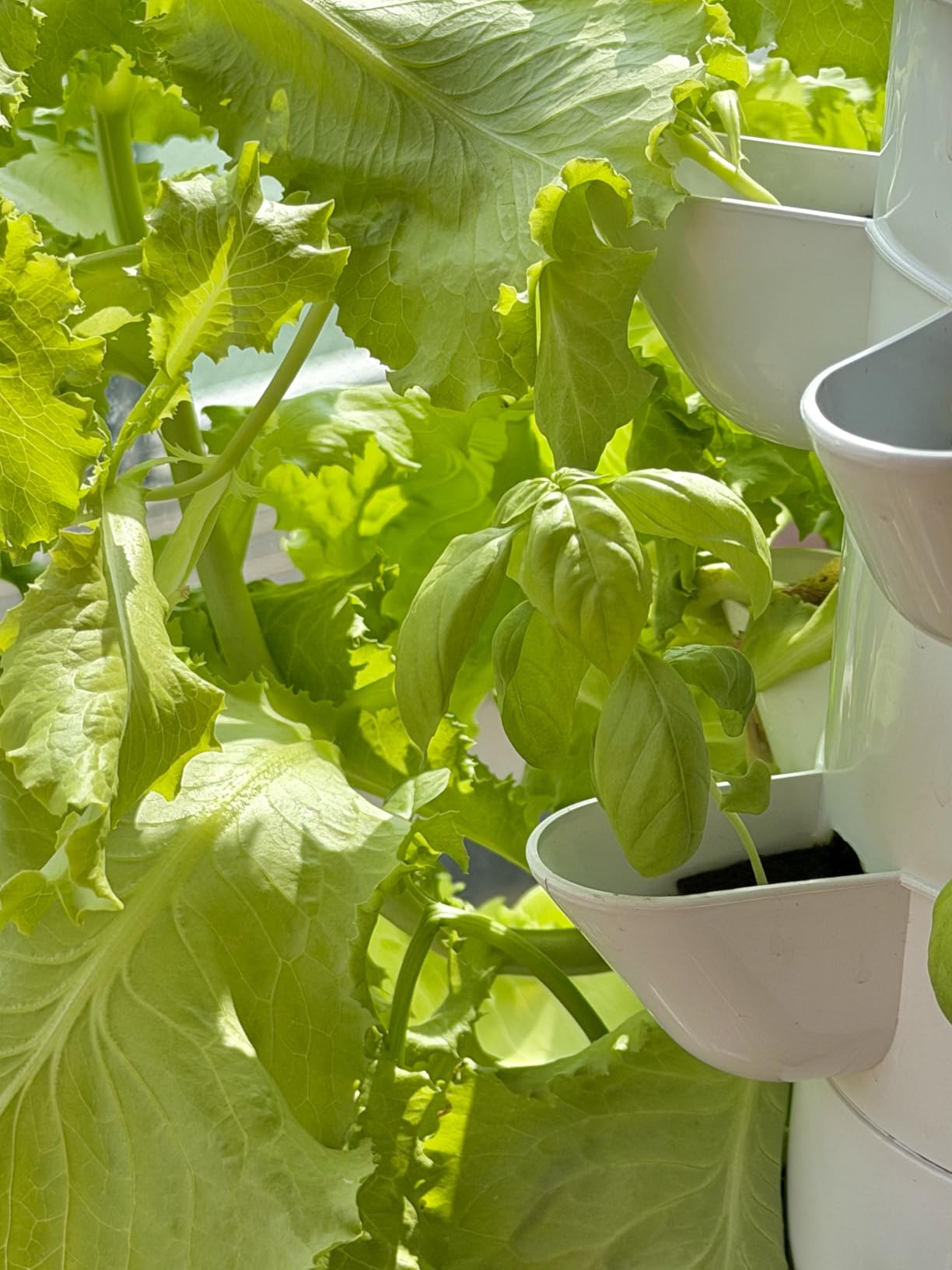Hydroponics Growing System, 30-Plant Indoor Hydroponic Tower with Pump System, Plants Germination Kit, Smart Aeroponic Herb Garden, Vertical Hydroponic System for Gardening Lover (No Seed) customer photo 1