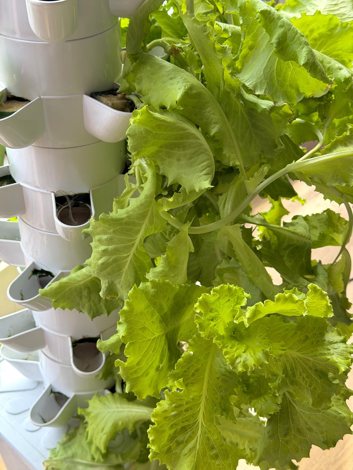 Hydroponics Growing System, 30-Plant Indoor Hydroponic Tower with Pump System, Plants Germination Kit, Smart Aeroponic Herb Garden, Vertical Hydroponic System for Gardening Lover (No Seed) customer photo 2
