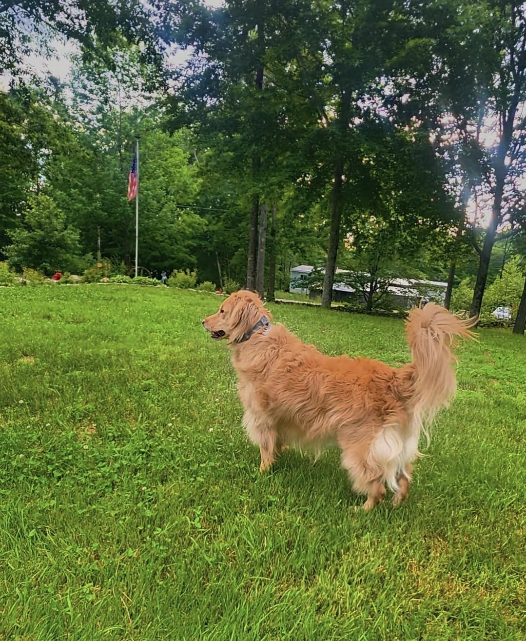 SpotOn Nova GPS Dog Fence Collar, App-Controlled Wireless Fence | Wireless GPS dog fence collar with no subscription required for unlimited fences, any shape, any size, anywhere customer photo 1
