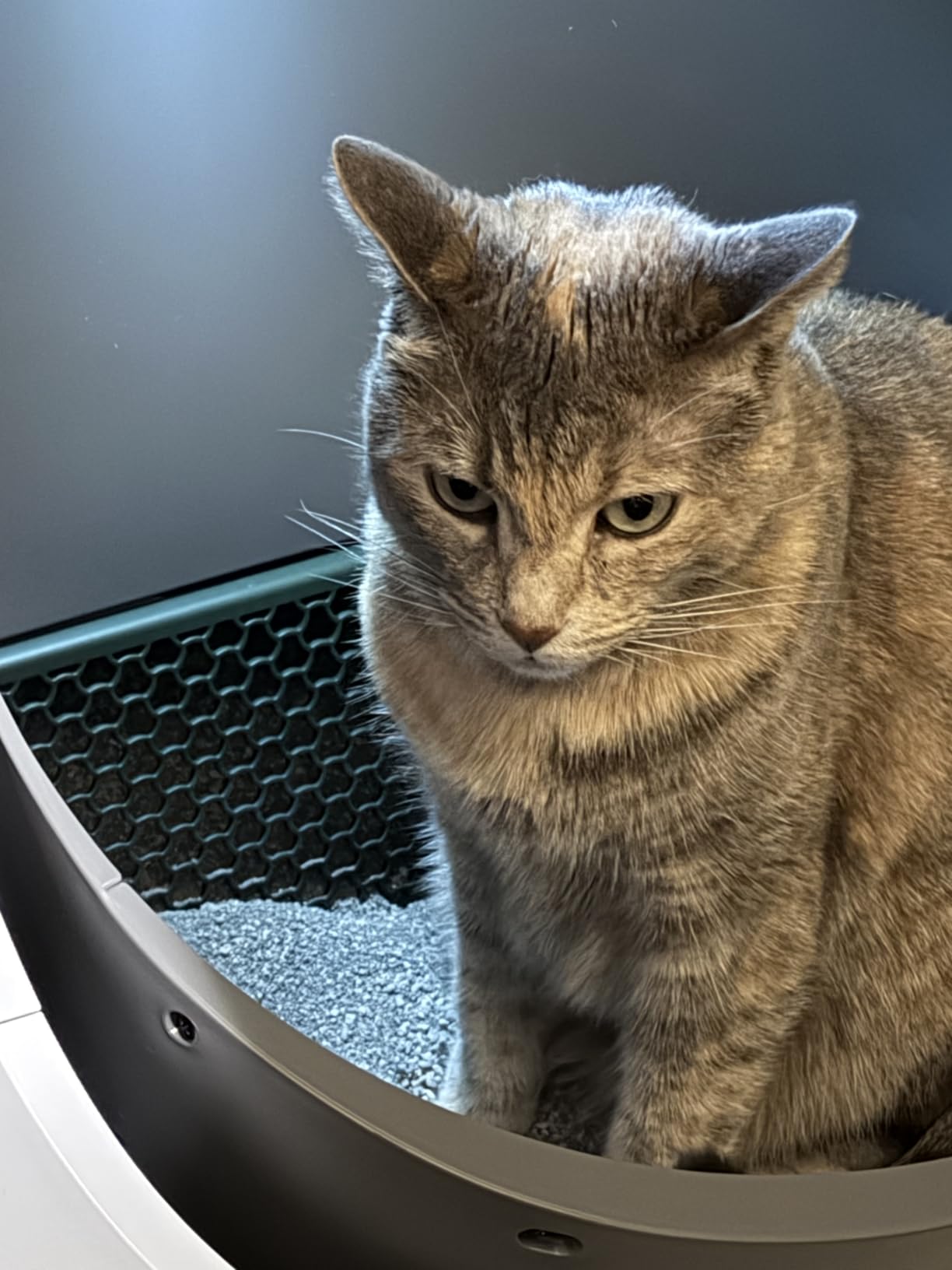 PETLIBRO Automatic Litter Box with AI-Camera Waste Analysis, Auto Odor-Control Self Cleaning Litter Box, Large Open-Top Luma Smart Litterbox with Multi-Cats Recognition, Usage Tracking, Safety Sensors customer photo 2