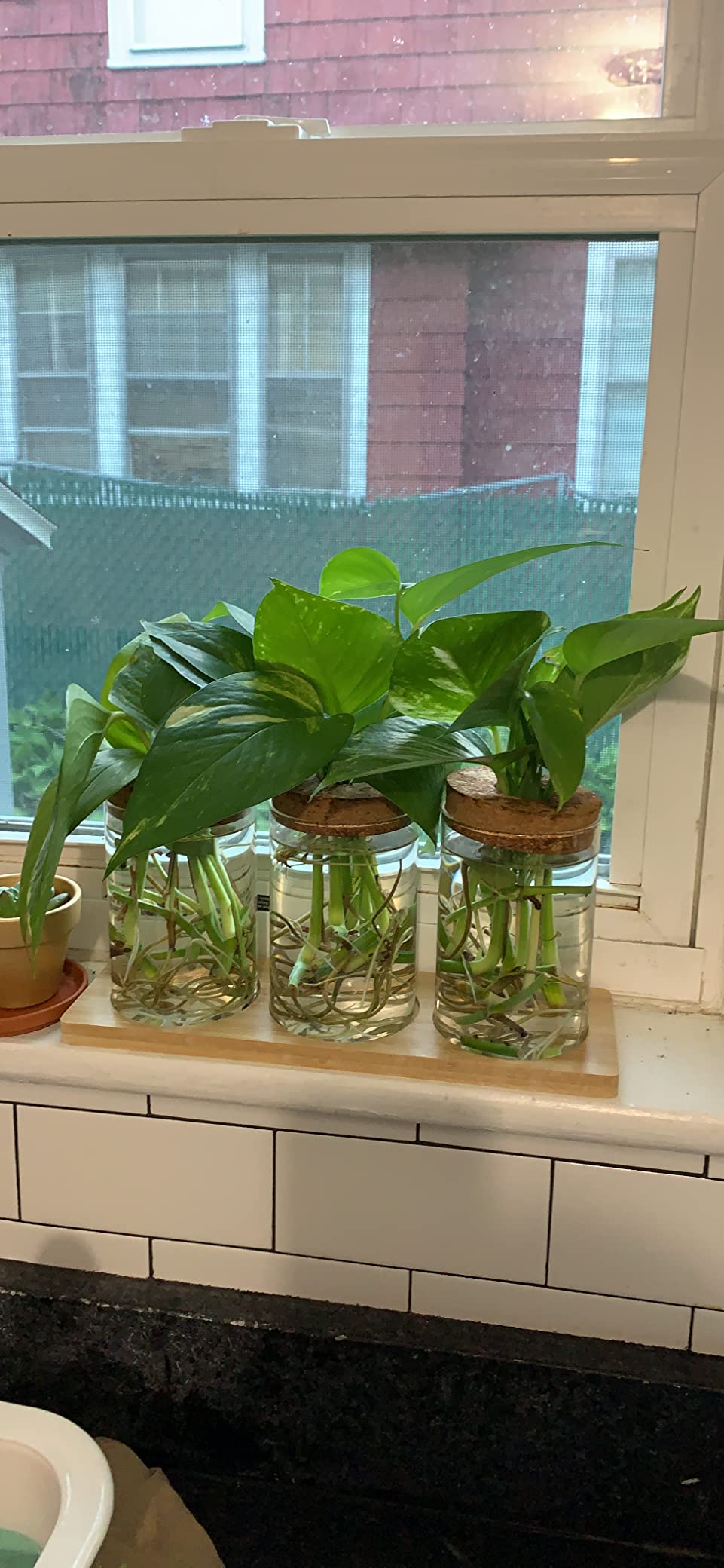 Plants Propagation Station | Vertical Hydroponic Tower Garden - Hydroponics Growing System Indoor, Aeroponic Tower Kit 30 Pods Grow customer photo 2
