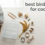 best bird cages for cockatiels
