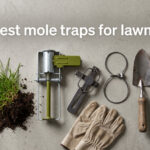 best mole traps for lawns