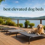 best elevated dog beds