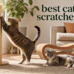 best cat scratchers