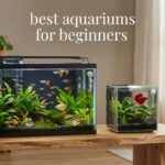 best aquariums for beginners