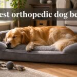 best orthopedic dog beds