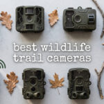 best wildlife trail cameras