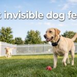 best invisible dog fences