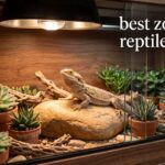 best zoo med reptile lamps