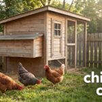 best chicken coops
