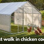 best walk in chicken coops