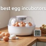 best egg incubators