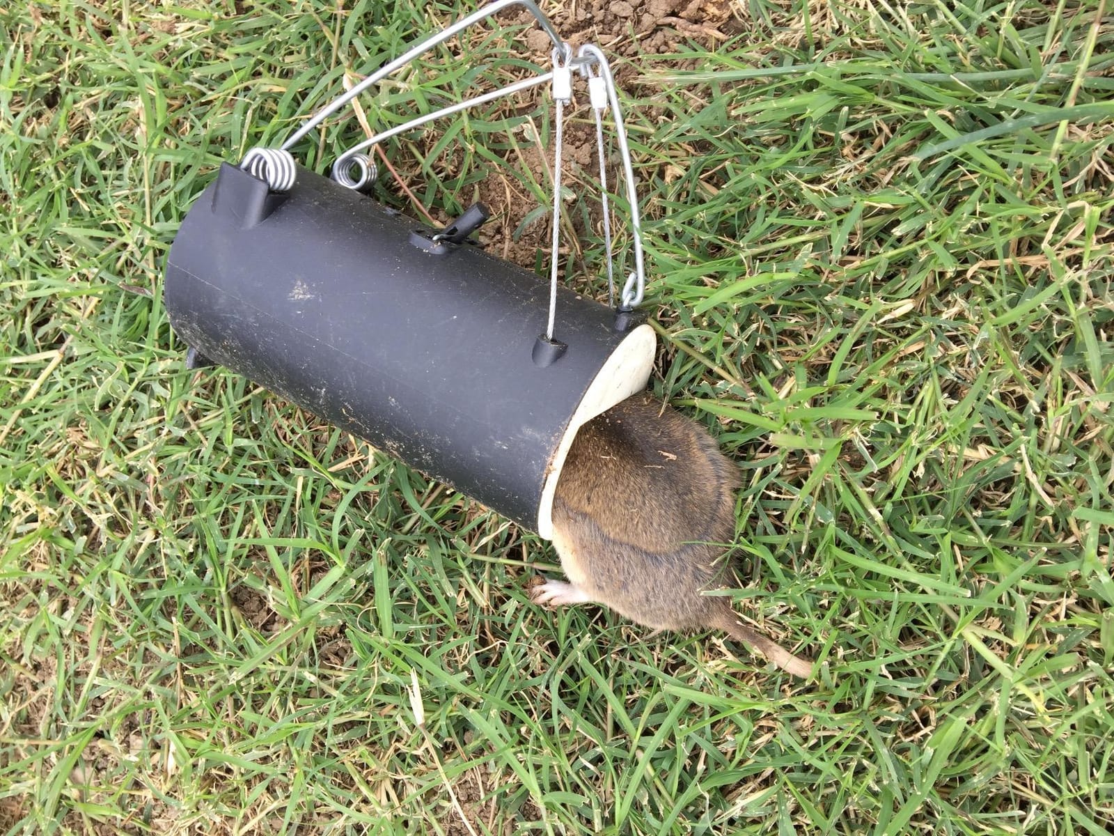 Blackhole Trap - The Original Blackhole Mole, Rodent & Gopher Trap, Spring Loaded, Easy to Use, Reusable Dark Trap Hole for Eliminating Pests in All Yards customer photo 2